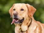 Kranken- und OP-Versicherung für Hunde, Katzen und Pferde Bild des Angebots Kranken- und OP-Versicherung für Hunde, Katzen und Pferde