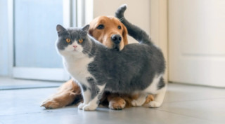 Tierkrankenversicherung - Weil dein Tier Teil der Familie ist!