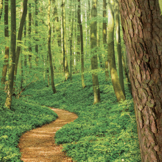 Eröffnungswanderung Naturpark Taunus