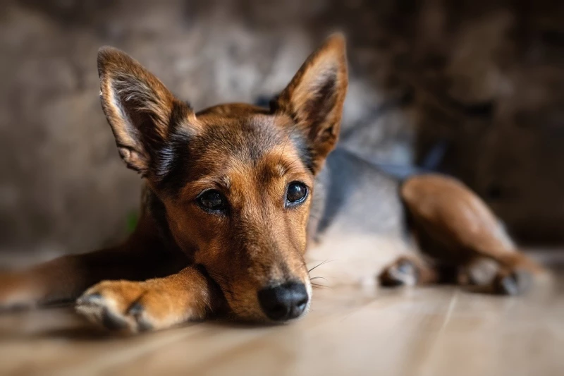 Tierarztkosten stark gestiegen – Warum eine Hunde- und Katzenkrankenversicherung jetzt wichtiger denn je ist! 🐾💡